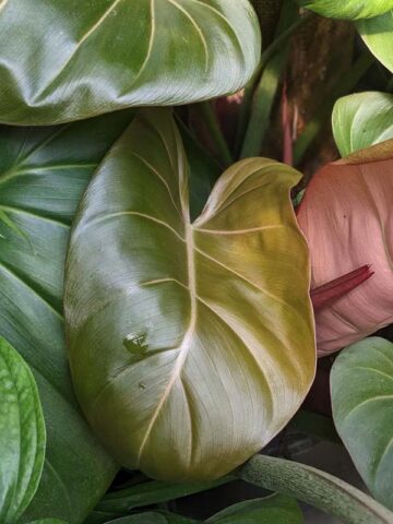 STUNNING, Philodendron Hybrid Gloriosum x McColleys (summer glory)