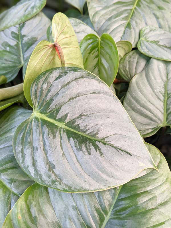 Philodendron Sodiroi Ornatum Plant - Image 5