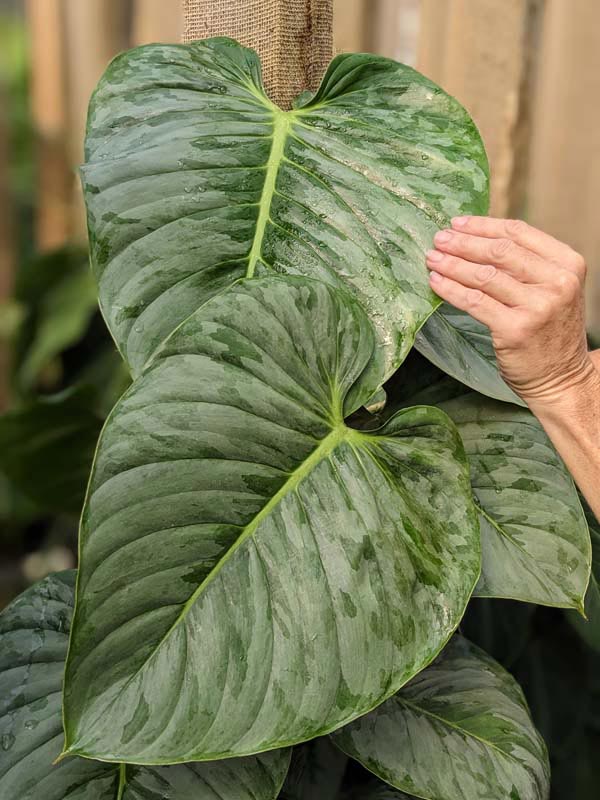 Philodendron Sodiroi Ornatum Plant