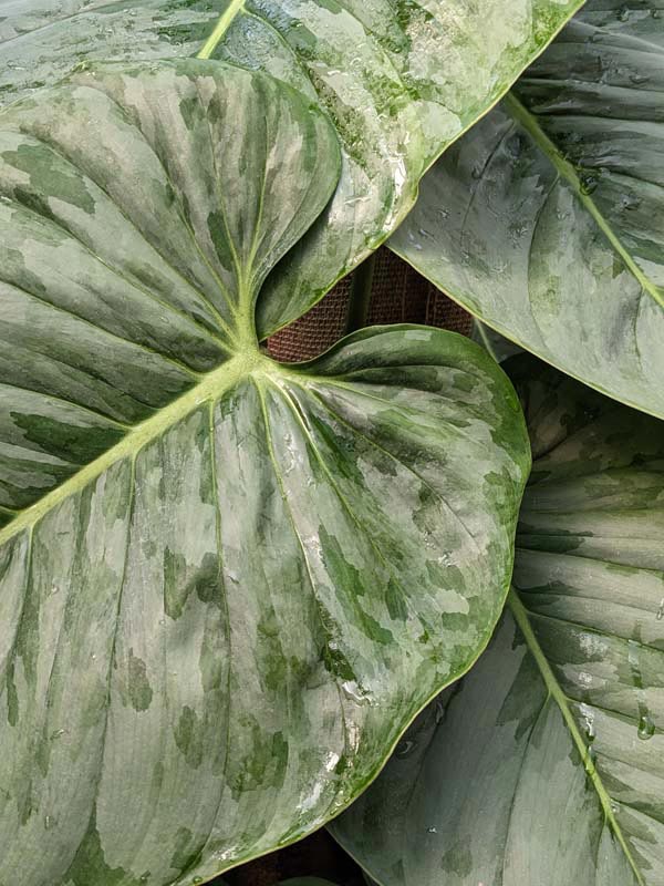 Philodendron Sodiroi Ornatum Plant - Image 3