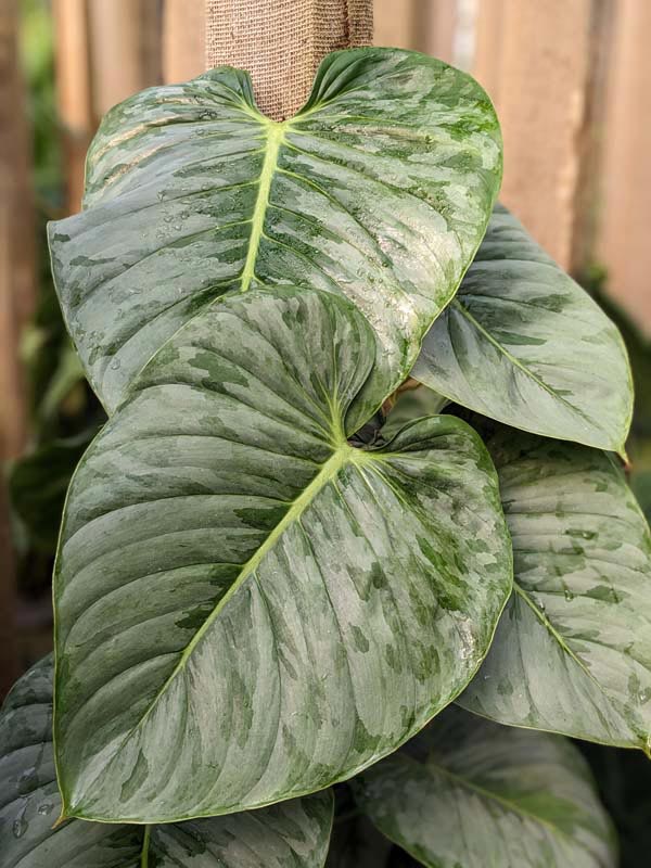 Philodendron Sodiroi Ornatum Plant - Image 4