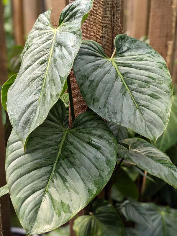 Philodendron Sodiroi Ornatum Plant - Image 2