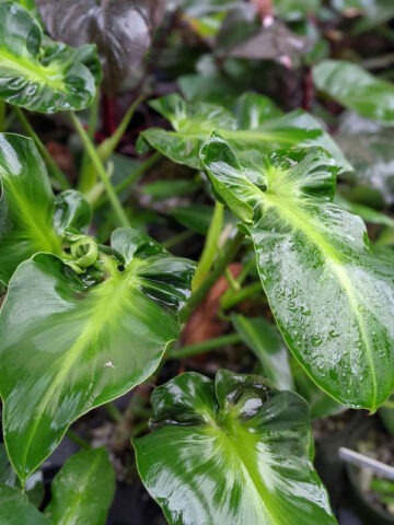 Lg. Philodendron Rugosum Sow's Ear Plant
