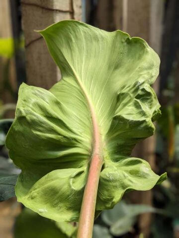 Alternative view of Philodendron Rugosum Sow's Ear Plant