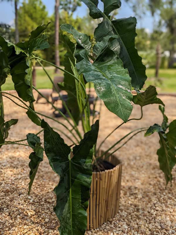 XL Philodendron Stenolobum Long Leaf Plant - Image 2