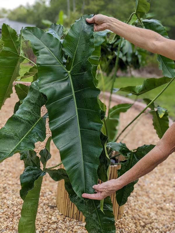 XL Philodendron Stenolobum Long Leaf Plant