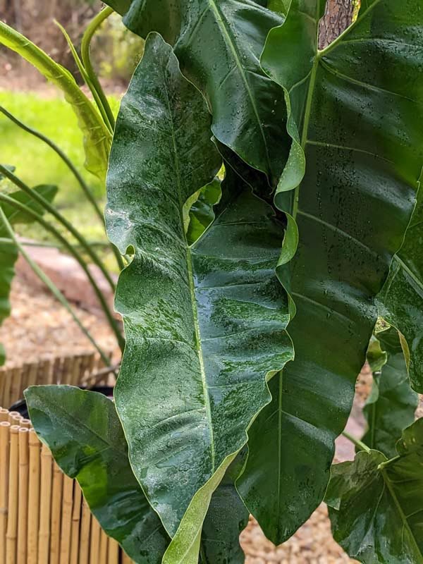 XL Philodendron Stenolobum Long Leaf Plant - Image 3
