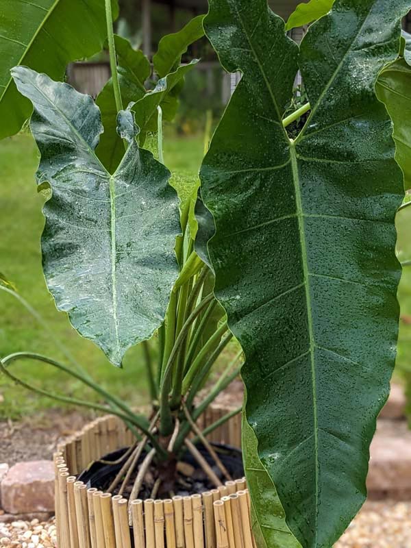 XL Philodendron Stenolobum Long Leaf Plant - Image 4