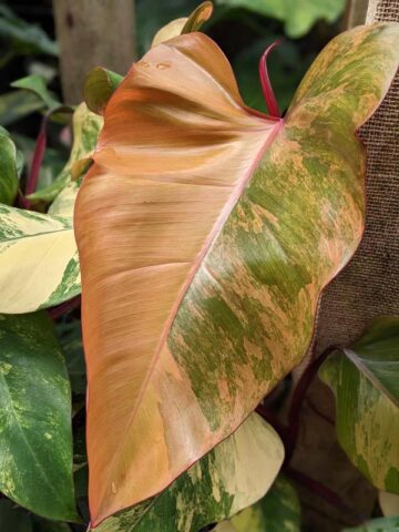 Lg. Philodendron Strawberry Shake Plant
