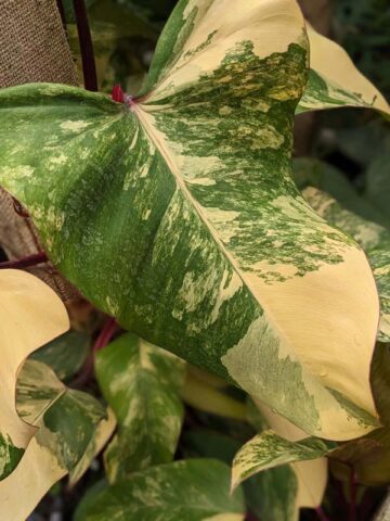 Philodendron Strawberry Shake Plant
