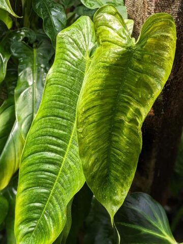 Philodendron Tenue/Sharoniae Plant