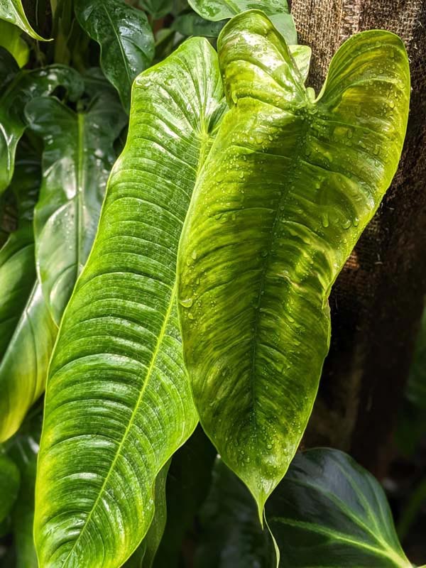 Philodendron Tenue/Sharoniae Plant