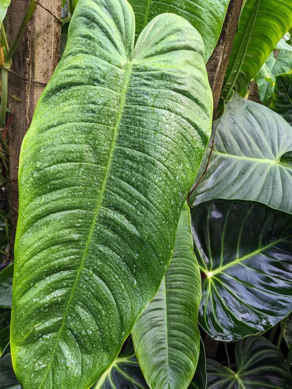 Philodendron Tenue/Sharoniae Plant - Image 2