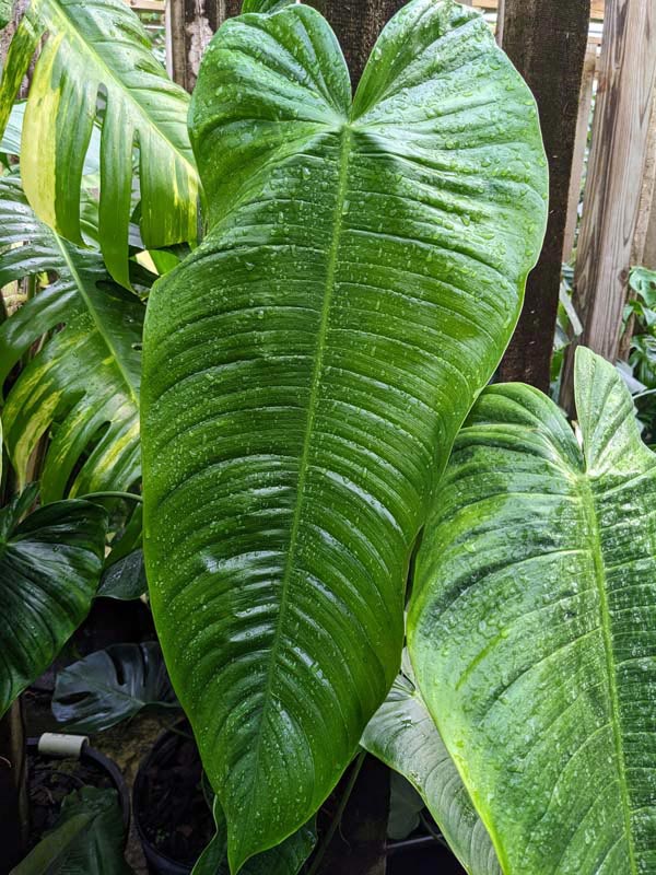 Philodendron Tenue/Sharoniae Plant - Image 3