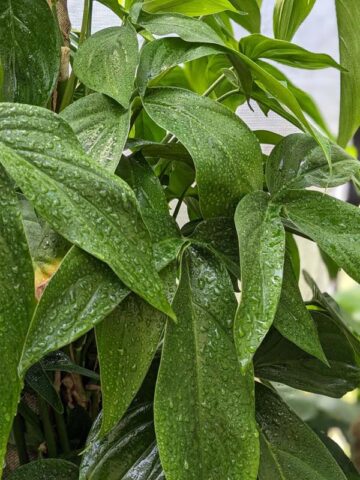 Alternative view of Massive Philodendron Tripartitum Plant
