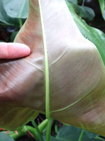 Alternative view of Philodendron Tuxtlanum Red Queen Plant