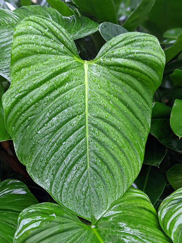Lg. Philodendron Verrucosum Ecuador Plant - Image 8