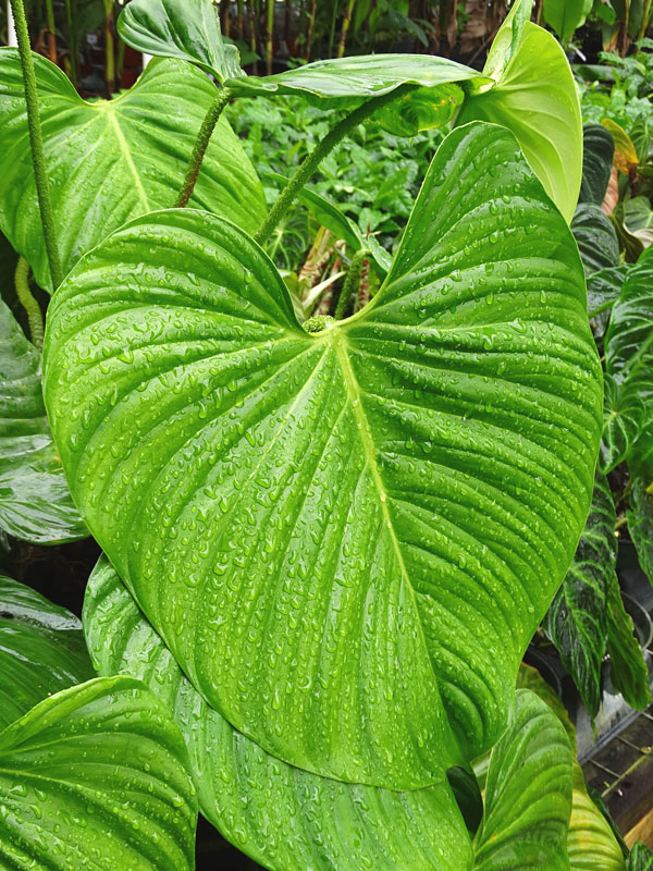 Lg. Philodendron Verrucosum Ecuador Plant - Image 3
