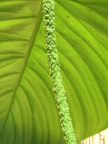 Alternative view of Lg. Philodendron Verrucosum Ecuador Plant