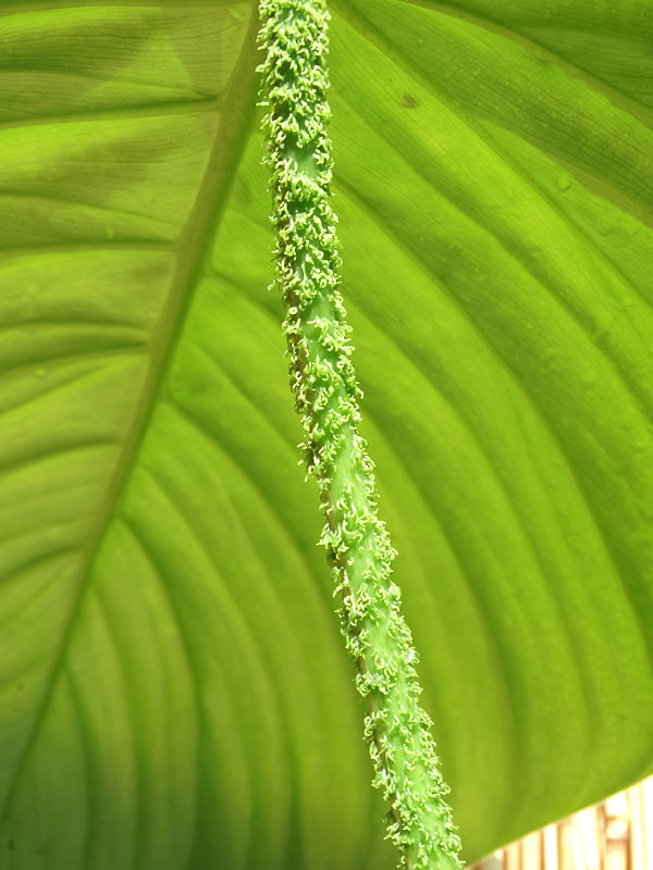 Lg. Philodendron Verrucosum Ecuador Plant - Image 2