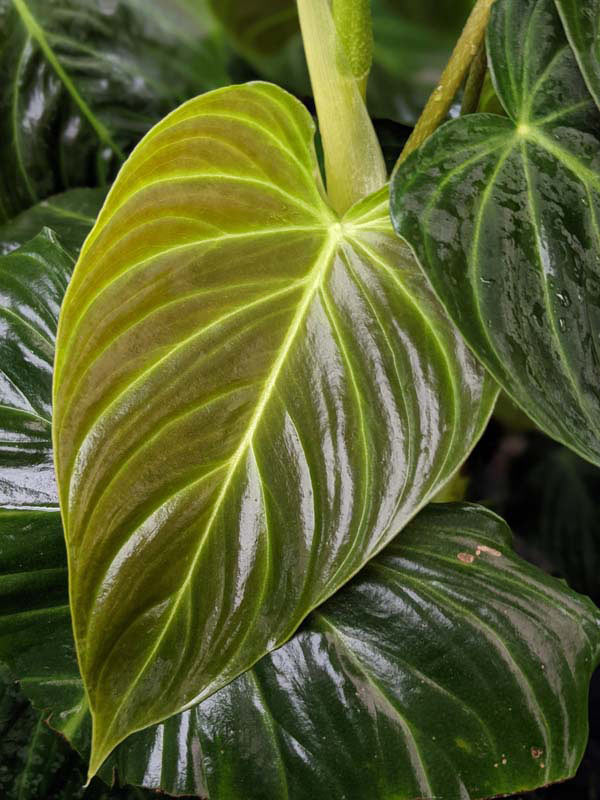 Philodendron Verrucosum Plant - Image 10