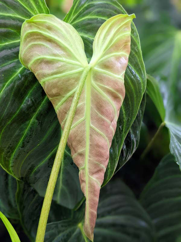 Philodendron Verrucosum Plant - Image 9
