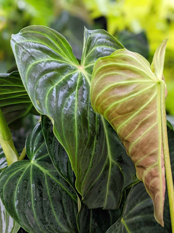 Philodendron Verrucosum Plant - Image 3
