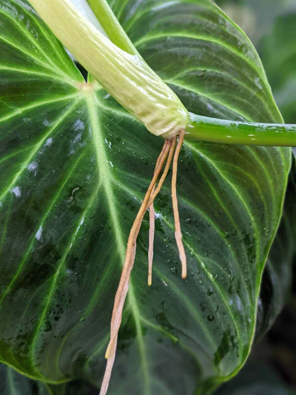 Philodendron Verrucosum Plant - Image 7