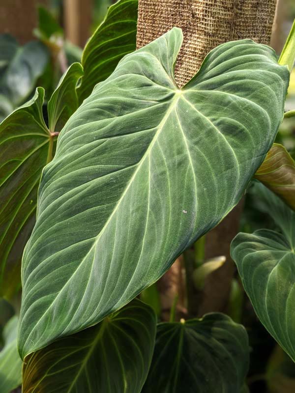 Philodendron Verrucosum Plant - Image 8