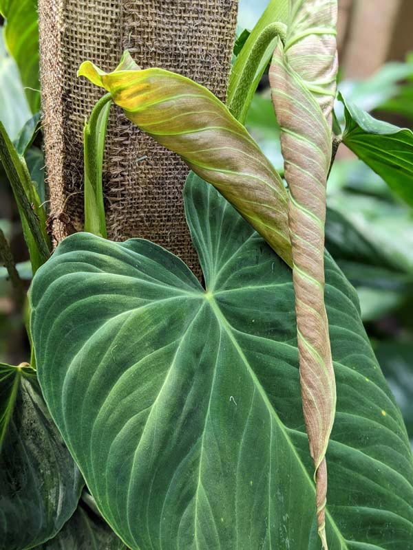 Philodendron Verrucosum Plant - Image 6