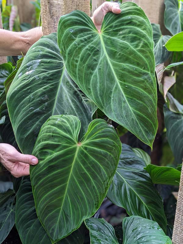 Philodendron Verrucosum Plant - Image 5