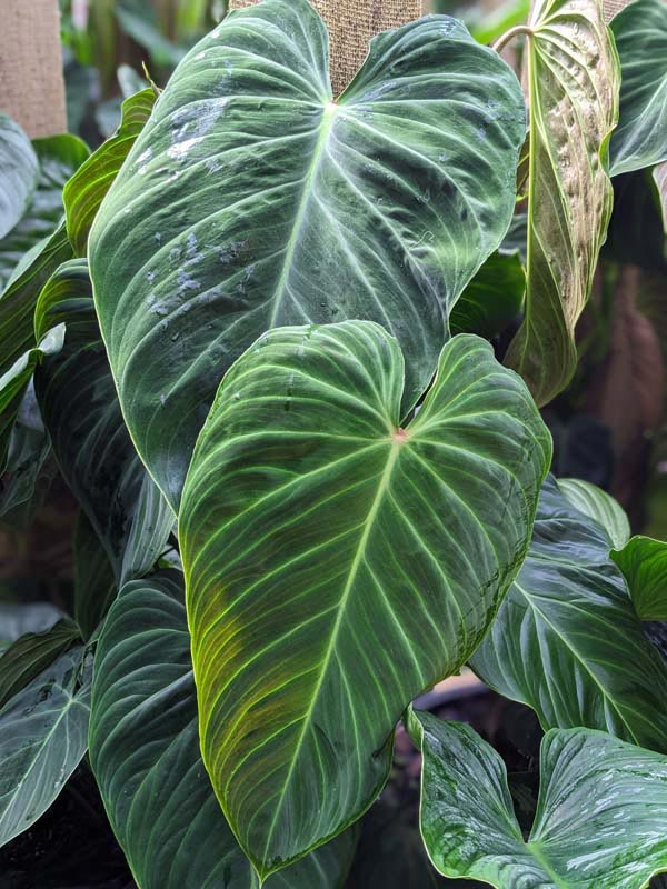 Philodendron Verrucosum Plant - Image 11