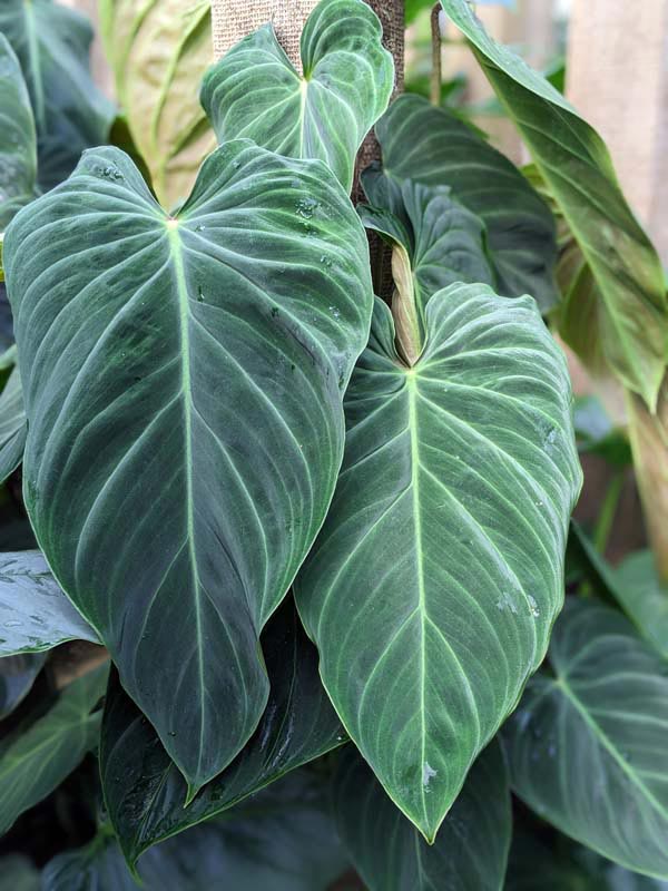 Philodendron Verrucosum Plant - Image 4