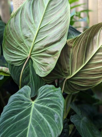 Alternative view of Philodendron Verrucosum Plant