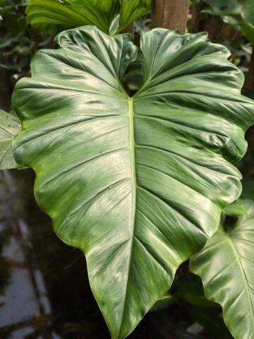 XL Philodendron Subincisum / Wilsonii Plant