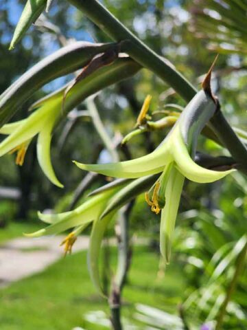 Cold Hardy Mounding Yellow Trumpet Plant (bromeliad puya mirabilis)