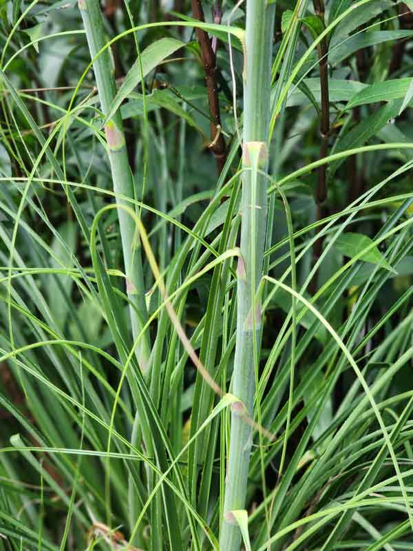 Cold Hardy Mounding Yellow Trumpet Plant (bromeliad puya mirabilis) - Image 2