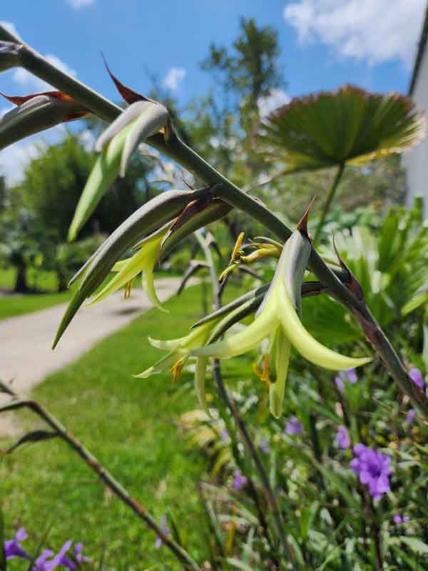 Cold Hardy Mounding Yellow Trumpet Plant (bromeliad puya mirabilis) - Image 3