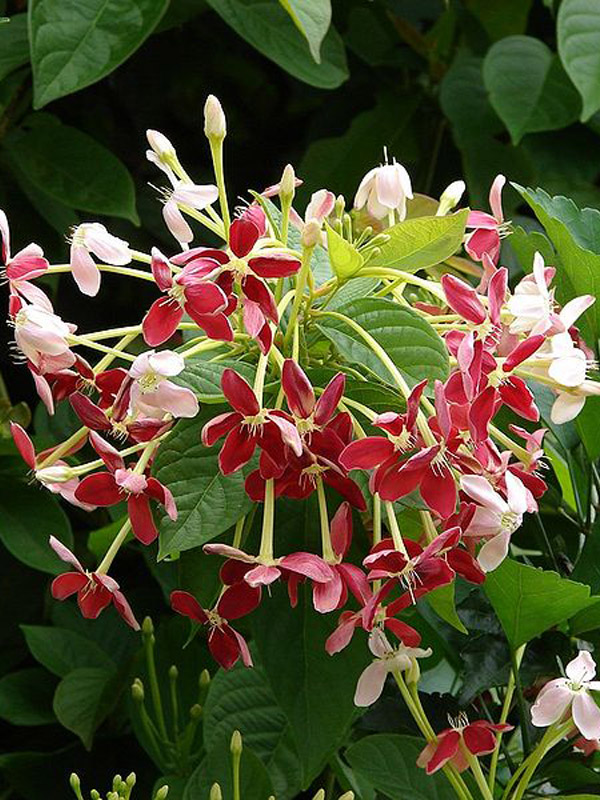Rangoon Creeper Plant (quisqualis indica) – Urban Tropicals