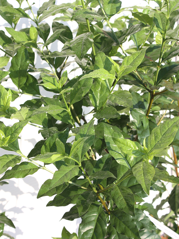 Blackberry Jam Fruit Bush (randia formosa) Urban Tropicals