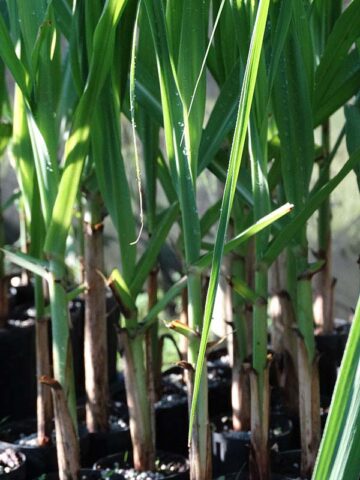 Lg. High Yield Sweet Florida Green Sugarcane Plant - Image 6