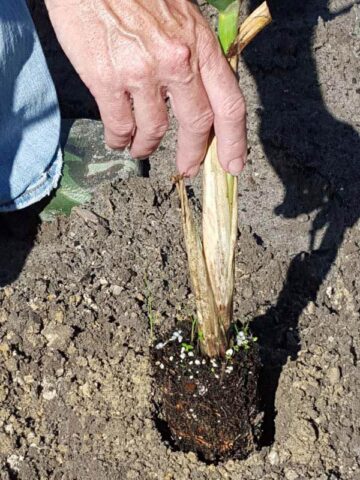 Lg. High Yield Sweet Florida Green Sugarcane Plant - Image 8