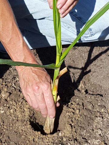 Lg. High Yield Sweet Florida Green Sugarcane Plant - Image 9
