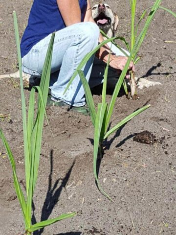 Lg. High Yield Sweet Florida Green Sugarcane Plant - Image 11
