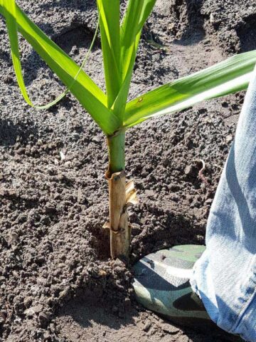 Lg. High Yield Sweet Florida Green Sugarcane Plant - Image 10