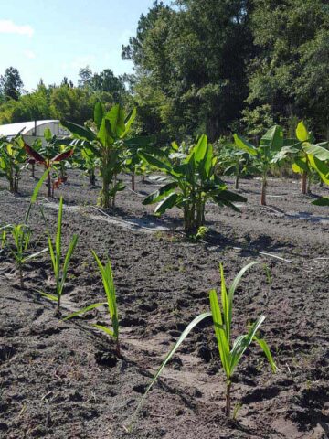 Lg. High Yield Sweet Florida Green Sugarcane Plant - Image 12