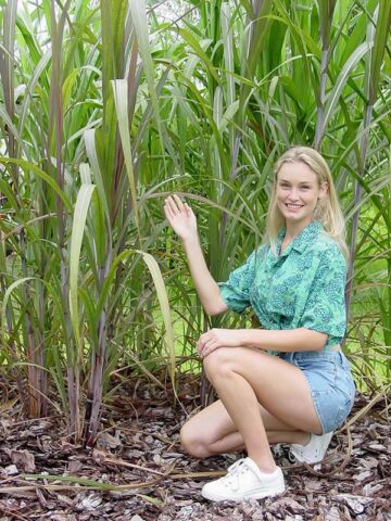 Lg. High Yield Sweet Florida Green Sugarcane Plant - Image 13