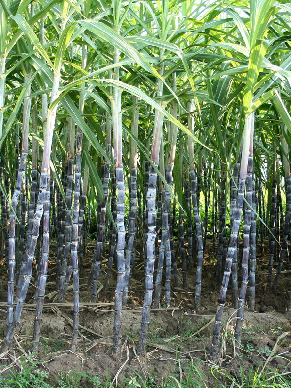 Сахарный тростник описание растения - фото