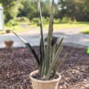 XL Gorgeous Kiboko African Super Clone, Largest Known Snake Plant (sansevieria)