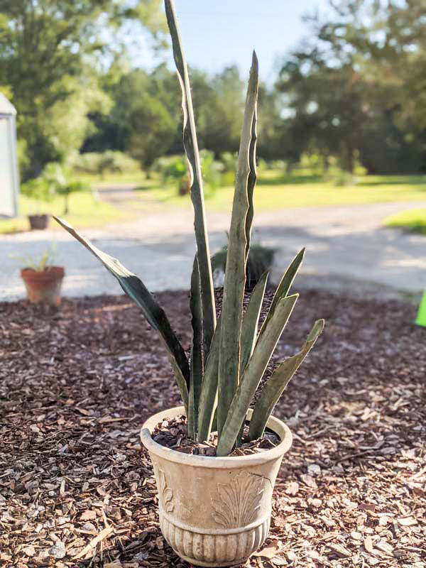 XL Gorgeous Kiboko African Super Clone, Largest Known Snake Plant  (sansevieria)  UrbanTropicals